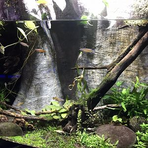 Deep Blue One - Madagascan killifish 260519