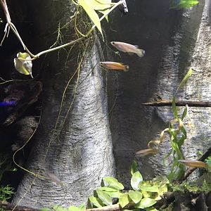 Deep Blue One - Madagascan killifish 260519