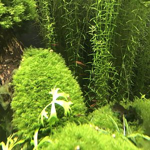 Deep Blue One - Mosquito rasbora 260519