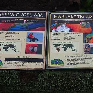 Signs Scarlet and Catalina macaw, 2019-04-06