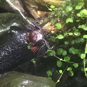 Deep Blue One - Mekong River - Red devil crab 260519