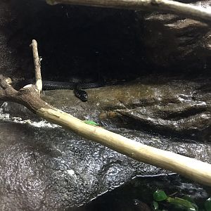 Deep Blue One - Rio Grande - Lake Zacapu garter snake 260519