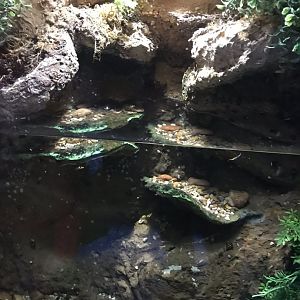 Deep Blue One - Rio Grande - Sunburst diving beetle exhibit 260519