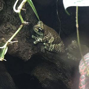 Deep Blue One - Amazon - Amazon milk frog 260519