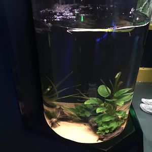 Deep Blue One - Amazon - Surinam toad exhibit 260519