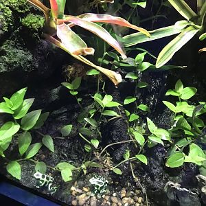 Deep Blue One - Amazon - Green and black poison dart frogs 260519