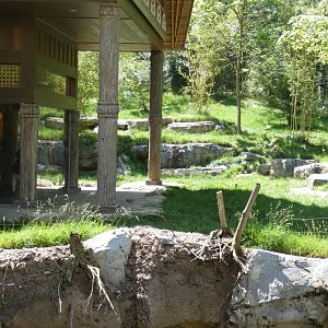 May. 2019 - New! - Tiger Crossroads - Sumatran Tiger Exhibit