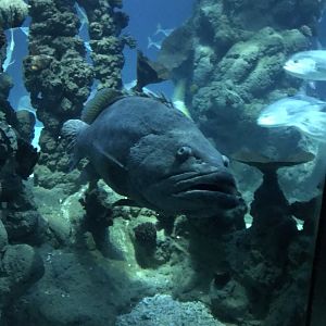 Endless Ocean - Potato grouper 260519