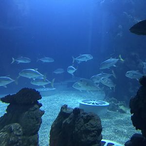 Endless Ocean - bottom level view 260519