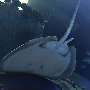Endless Ocean - Honeycomb stingray on tunnel 260519