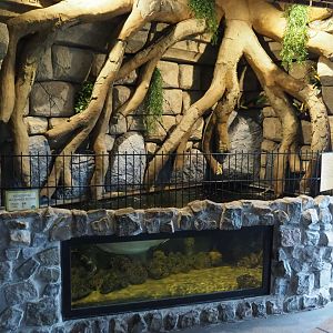 SIlver arowana - Ocellate river stingray - Oscar aquarium, 2019-04-06