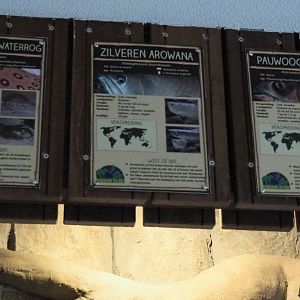 SIlver arowana, Ocellate river stingray  and Oscar signs, 2019-04-06