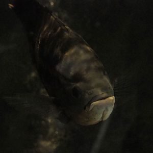 Oscar (Astronotus ocellatus), 2019-04-06
