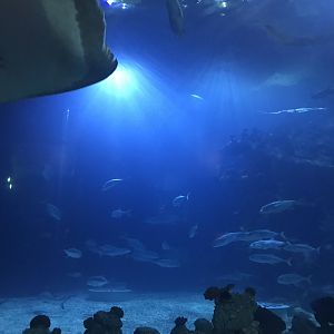 Endless Ocean - view from tunnel 260519