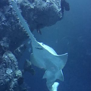 Endless Ocean - Green sawfish 260519