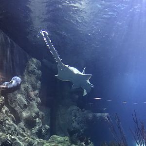 Endless Ocean - Green sawfish from lift 260519