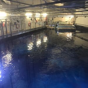 View from lift above Endless Ocean tank 260519