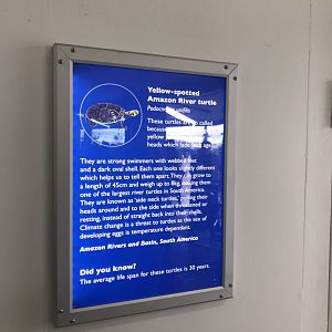 Sign for Yellow-spotted Amazon River turtle 260519