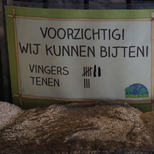 Silver arowanas bite count sign, 2019-04-06