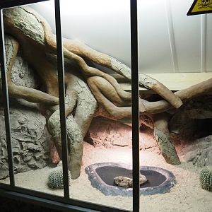 Gila monster terrarium, 2019-04-06