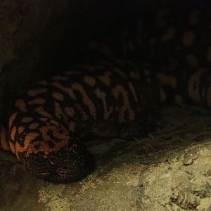 Gila monster (Heloderma suspectum), 2019-04-06