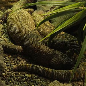 Mexican beaded lizards (Heloderma horridum horridum), 2019-04-06