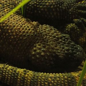 Mexican beaded lizard (Heloderma horridum horridum), 2019-04-06