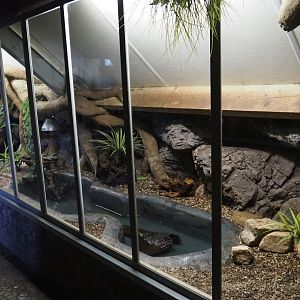 Northern caiman lizard and Rococo toad terrarium, 2019-04-06