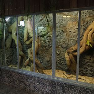 Eastern ring-tailed vontsira exhibit, 2019-04-06