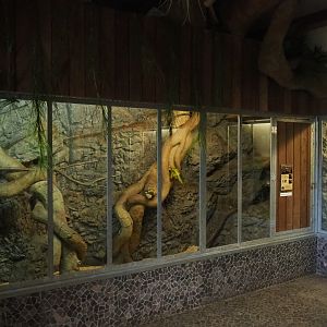 Eastern ring-tailed vontsira exhibit, 2019-04-06