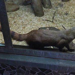 Eastern ring-tailed vontsira (Galidia elegans elegans), 2019-04-06