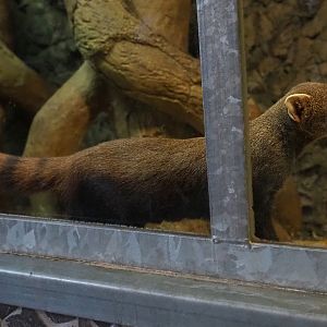 Eastern ring-tailed vontsira (Galidia elegans elegans), 2019-04-06