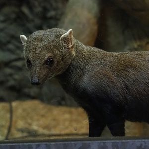 Eastern ring-tailed vontsira (Galidia elegans elegans), 2019-04-06