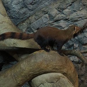 Eastern ring-tailed vontsira (Galidia elegans elegans), 2019-04-06