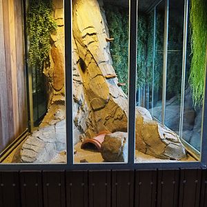 Round-eared elephant shrew exhibit, 2019-04-06