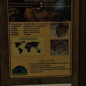 Sign Round-eared elephant shrew, 2019-04-06