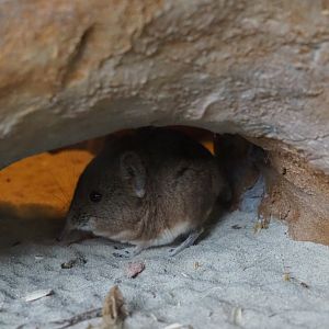 Round-eared elephant shrew (Macroscelides proboscideus), 2019-04-06