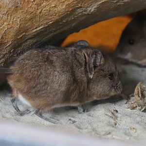 Round-eared elephant shrew (Macroscelides proboscideus), 2019-04-06