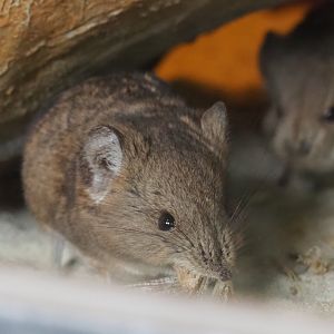 Round-eared elephant shrew (Macroscelides proboscideus), 2019-04-06