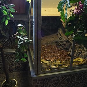 Green anaconda terrarium, 2019-04-06
