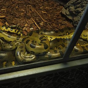 Pile of green anacondas (Eunectes murinus), 2019-04-06