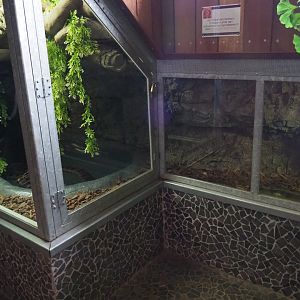 Green anaconda terrarium, 2019-04-06