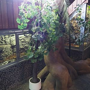 Green anaconda terrarium, 2019-04-06