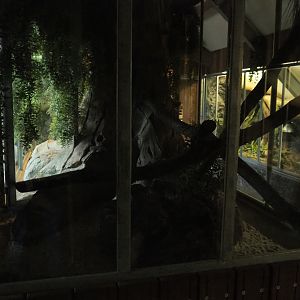 Kowari exhibit, 2019-04-06