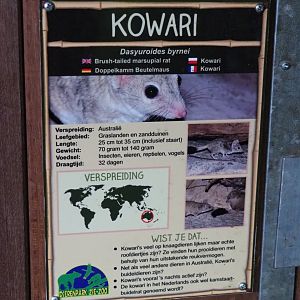 Sign Kowari (Dasyuroides byrnei), 2019-04-06