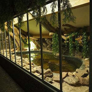 Cuvier's dwarf caiman and turtle terrarium, 2019-04-06