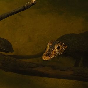 Cuvier's dwarf caiman (Paleosuchus palpebrosus) and Cumberland slider (Trachemys scripta troostii), 2019-04-06