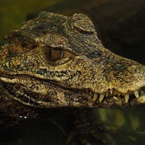 Cuvier's dwarf caiman (Paleosuchus palpebrosus), 2019-04-06