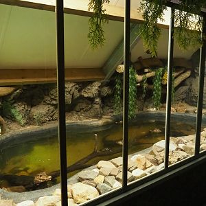 Cuvier's dwarf caiman and turtle terrarium, 2019-04-06