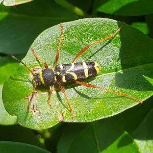 Clytus arietis
